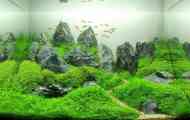 Aquarium100 літрів - скільки риби можна заповнити?